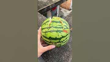 Will a rotten watermelon explode if it rolls down a tall building? 🍉💥