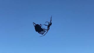 Cross Orb-weaver Spiders mating