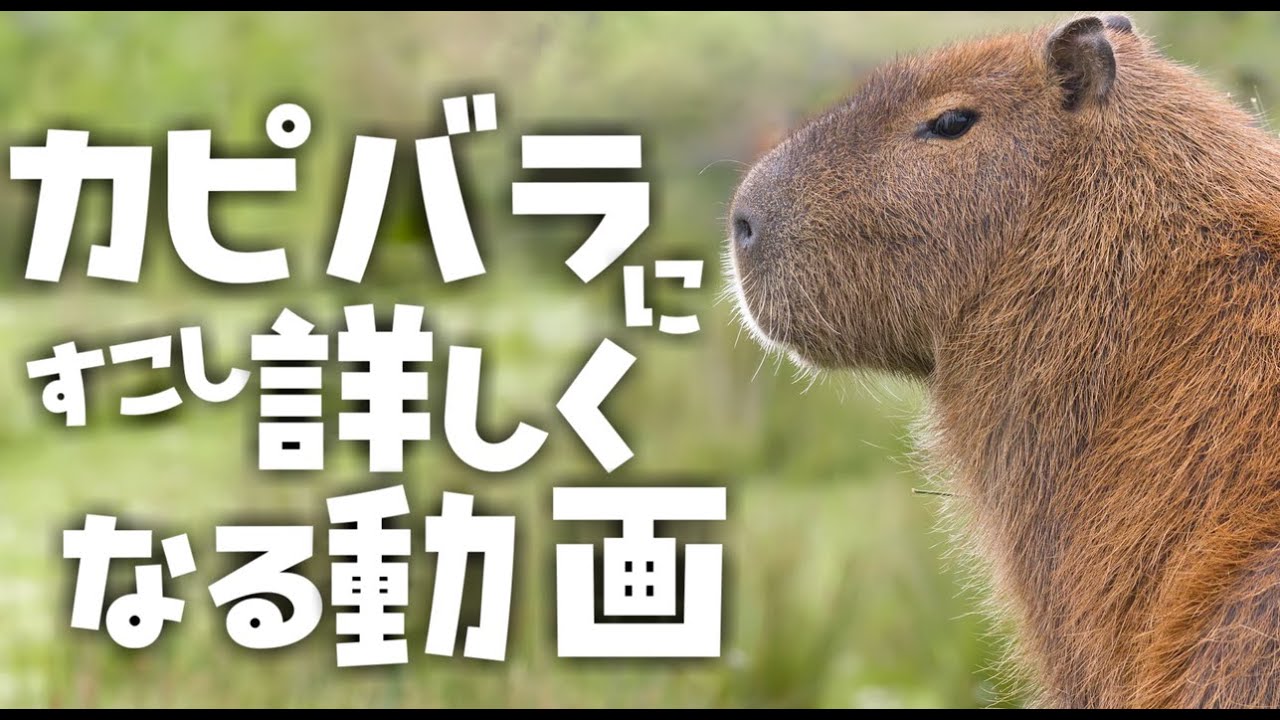 カピバラにすこし詳しくなる動画 [VOICEROID解説] - YouTube