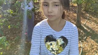 Bahçemizde Ailece Meyve Topluyoruz Funny Kids Videos