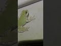 Cope’s Gray Treefrog