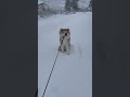 吹雪でも帰りたくない!秋田犬のまる。