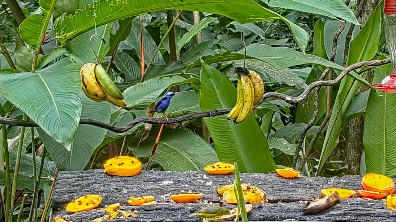Male Red-legged Honeycreeper With An Appetite Visits The Panama Fruit Feeder – July 18, 2021