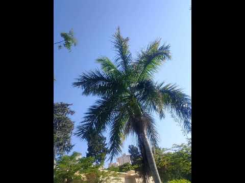 تائية الإلبيري أبي إسحاق 3