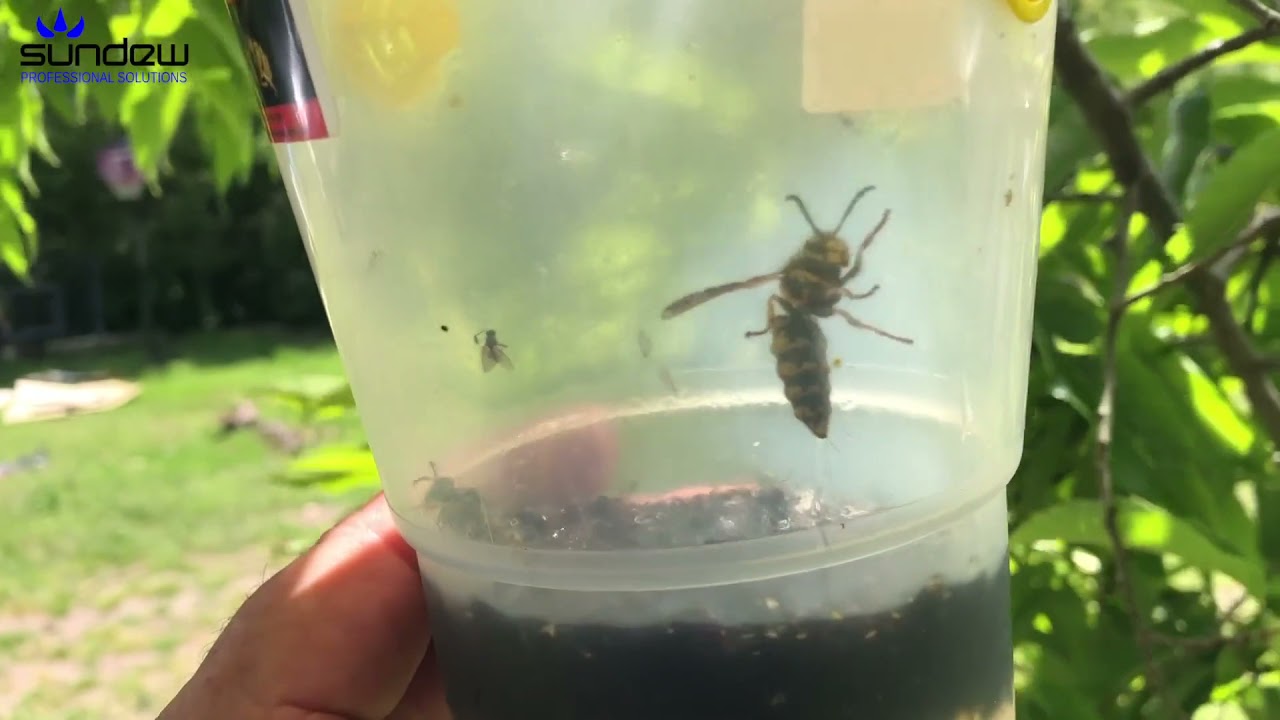 Focus on Braidwood Vespex Dominator Trap and Tunnel Installation