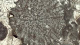 Encrinal Limestone, Plane Polars