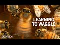 Honey bees perfect their waggle dances by learning from elders