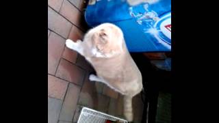 video-2014-10-12-07-20-11.mp4