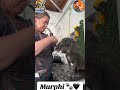 Murphi el mimoso 🐾🖤 #superpet #pets #peluqueríacanina #perros #mascotas