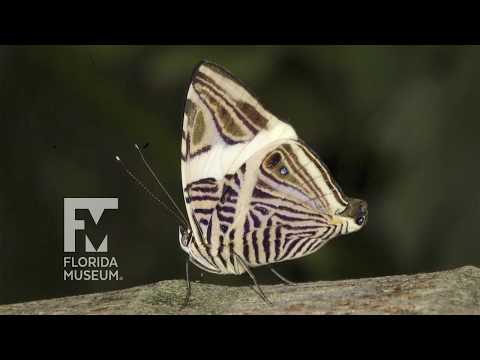 Video: Sorte Hippeastrum (41 Fotografij): Značilnosti Sort Charisma, Papilio Butterfly, Royal Red In Tosca, Oranžne In Roza Sorte Hippeastruma