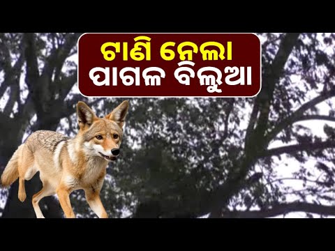 ଟାଣି ଟାଣି ନେଇଯାଉଥିଲା ପାଗଳ ବିଲୁଆ, ବଞ୍ଚାଇଦେଲେ ଦୁଇ ଯୁବକ