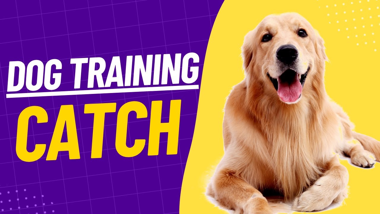 Golden Retriever Dog Learns to Catch Ball in the Park Dog Training