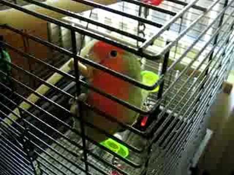 Talking Lovebird