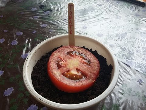 Vídeo: Como Cultivar Mudas De Tomate Em Casa: Em Uma Estufa, Um Apartamento No Parapeito De Uma Janela, Em Garrafas, Calendário Lunar
