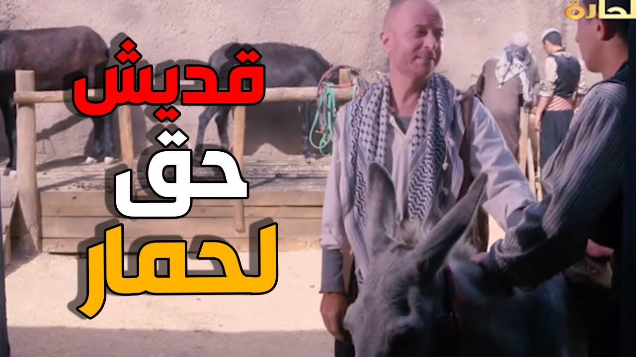 النمس نازل تجارة بالحمير - حمار حليبو حليب سباع - باب الحارة