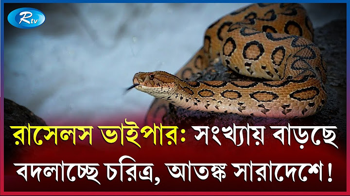 অতিবিপজ্জনক রাসেলস ভাইপার আতঙ্ক এখন ঢাকার কাছেও | Snake | Rtv News