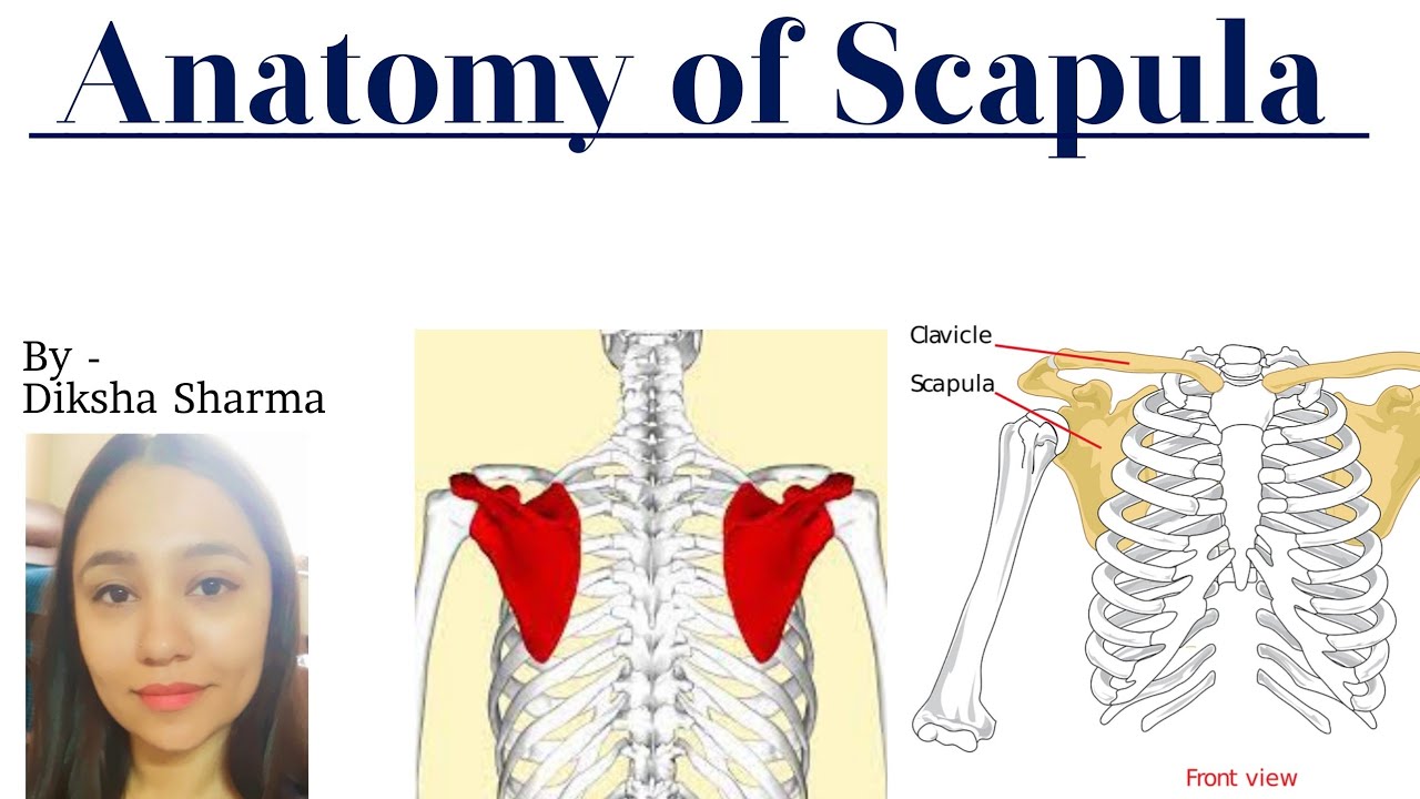 Scapula Anatomy of Scapula Detailed explanation in Hindi YouTube