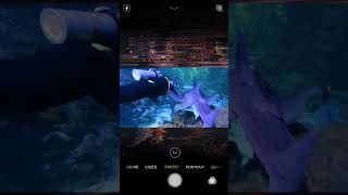 كم سمكة قرش في الفيديو ؟?How many sharks are in the video?godiving33 shark aquarium  sualtı ?