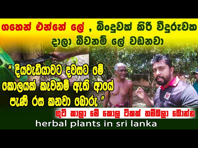 ගහෙන් එන්නේ ලේ | බිංදුවක් කිරි වීදුරුවට දාලා බීවොත් ලේ වඩනවා |  herbal plants in sri lanka | gammalu