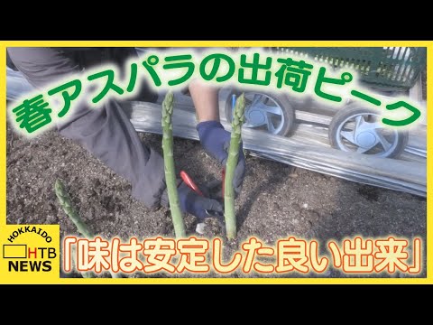 「味は安定した良い出来」ハウス栽培のアスパラガスの出荷ピーク　新ひだか町・三石地区