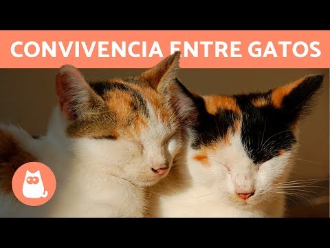 Video: ¿Se llevarán bien los gatitos de diferentes camadas?