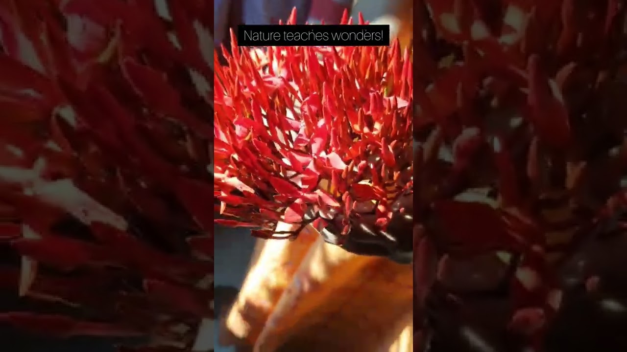 It's truly said that nature has infinite hidden meanings in it! Now it on us to analyze 'em! 