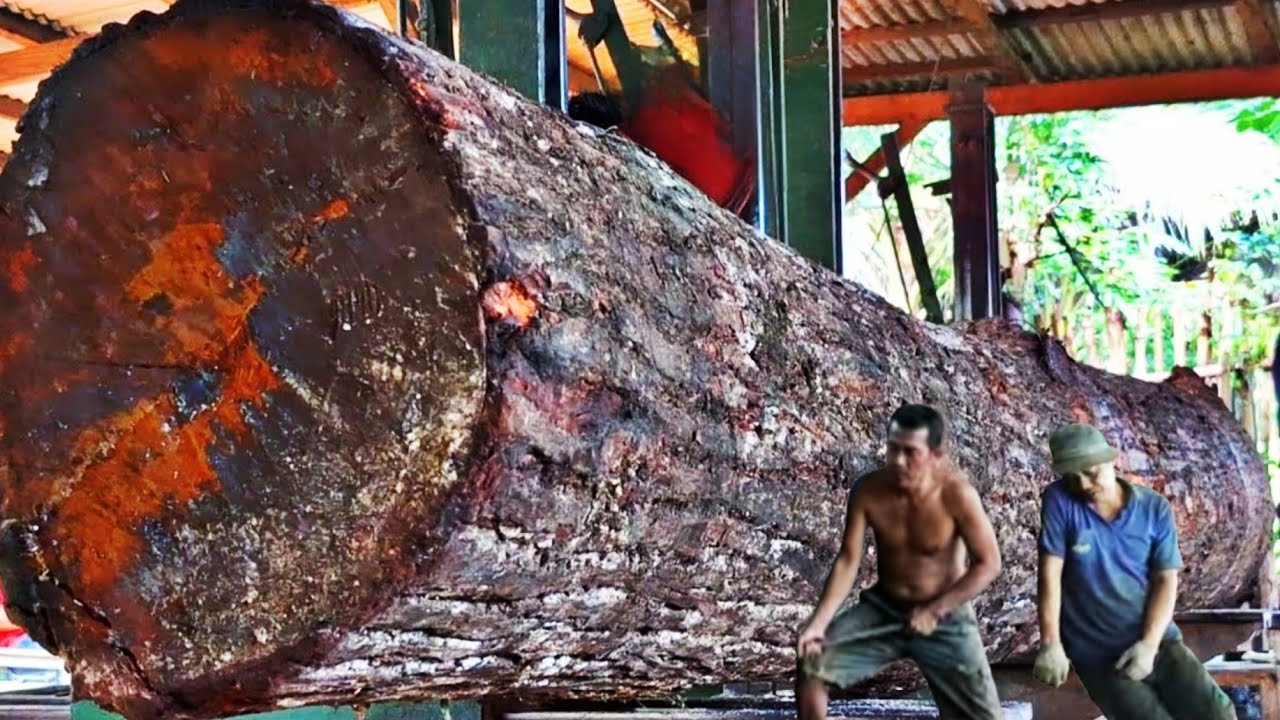 High Risk Process!!sawing giant redwoods at the sawmill 