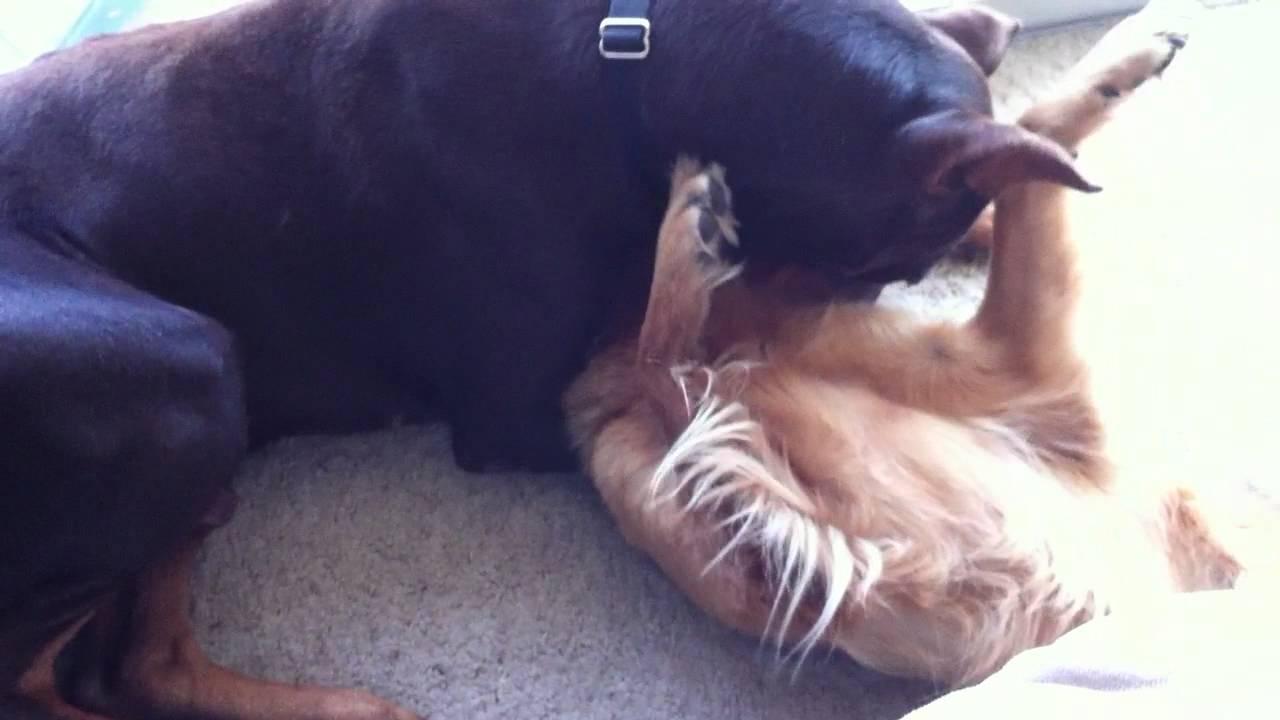 breeds of beef cattle More Lazy Puppy Playtime with Dixie and Eragon