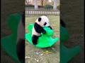 Pandas😍😍 #animal #animals #animals #cute #foryou