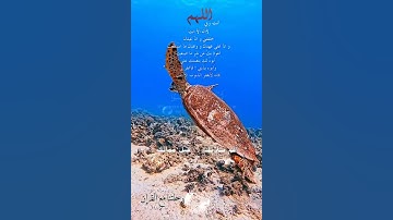 تلاوة خاشعة عطرة مباركة جميلة عذبة للشيخ فارس عباد ماتيسر من سورة الكهف