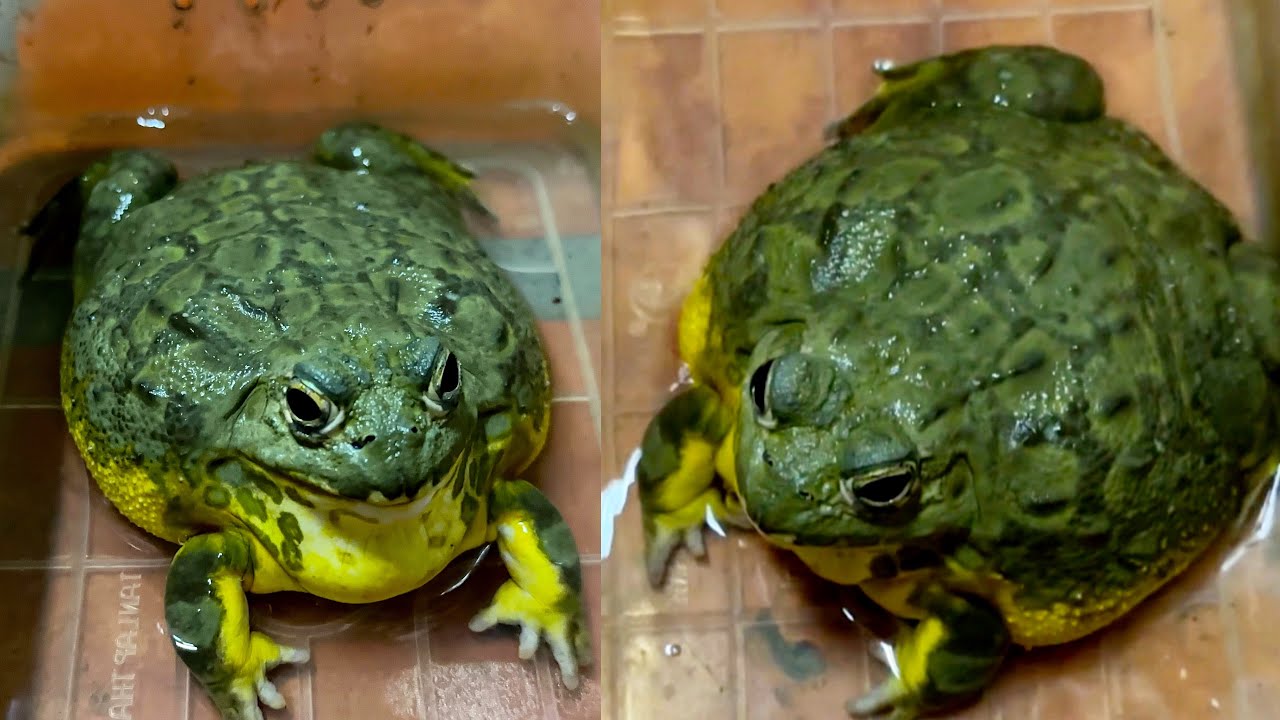 Frog Eating Cockroach Billy Bullfrog - African bullfrog eating Cockroaches My Giant Frog ! My ...
