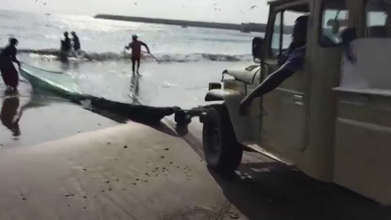 ضغوة البرية / القاشع