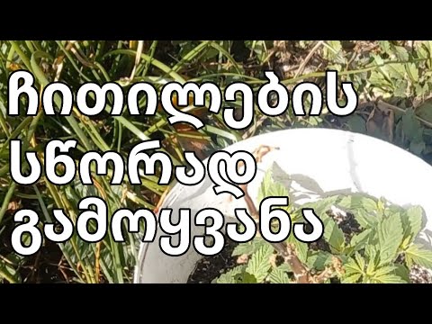 ჩითილების გამზადება