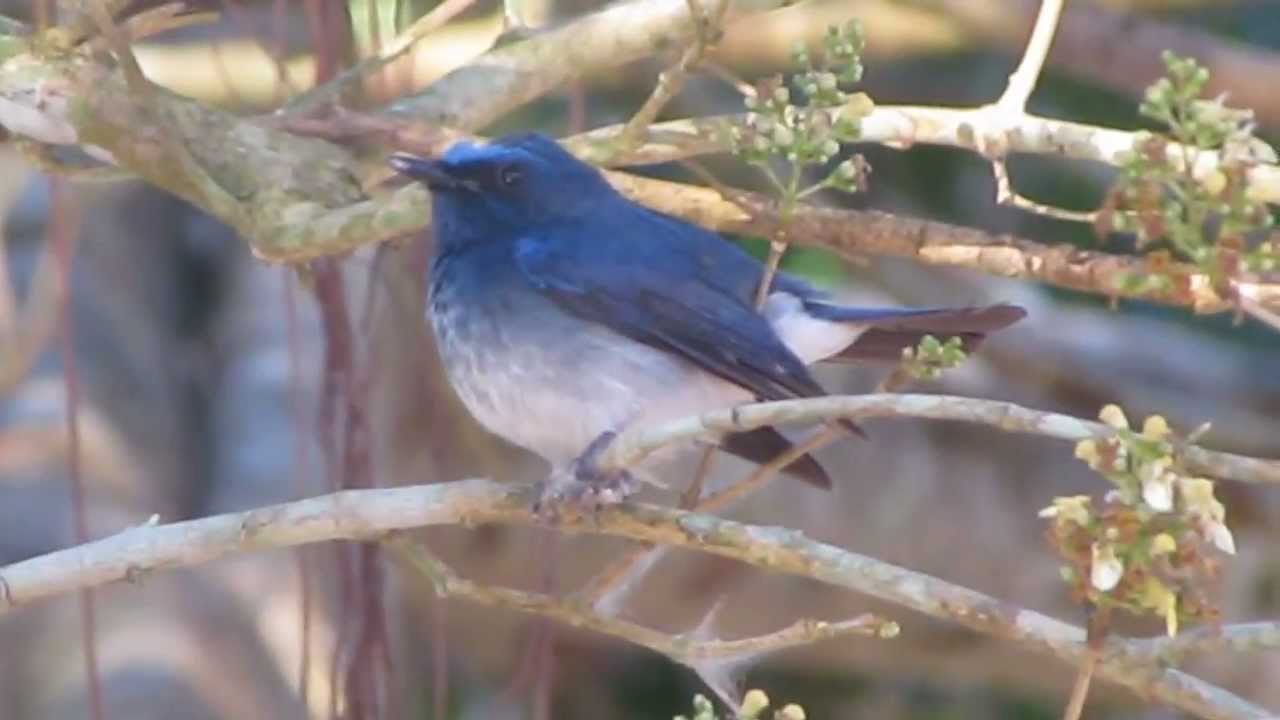Hainan Blue Flycatcher (Cyornis hainanus) 