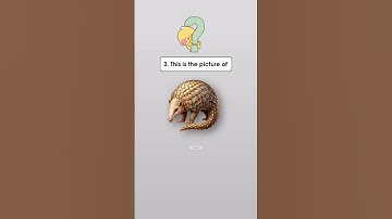 Guess the Animal in 5 Seconds! #quiz #shorts @quizwiz797