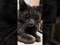 cats : cat can't help himself...(from being cute)