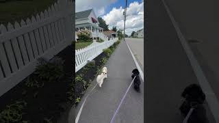 Walking Riverside Avenue | Somerset, MA