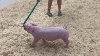 Full 43-2 landrace gilt Update