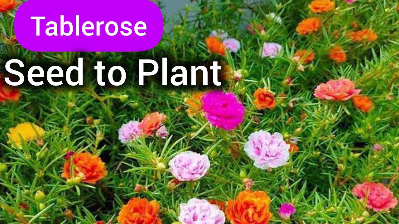 Table rose விதை முதல் செடி வரை| Tablerose seed to plant| Gardening 