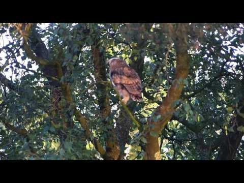 Video: Hoe Een Ransuil Te Voeren?