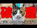 猫の鼻詰まりを解消しようとしたら〇〇万円かかりました…。【破産】