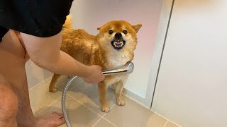 Shiba Inu who forgot how to take a bath after taking a bath for the first time in a long time