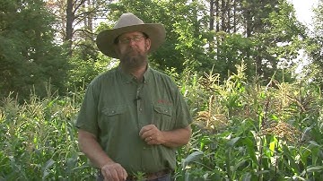 Protecting Your Backyard Chickens from Predators -- MOTHER EARTH NEWS