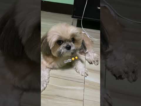 Lifeisbutadream Youtubeshorts Usethisaudio Fyp