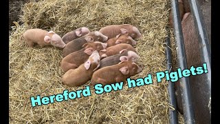 Surprise! Hereford Sow had Piglets!