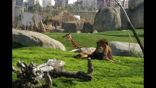 Зоопарк Сказка Ялта 4K
