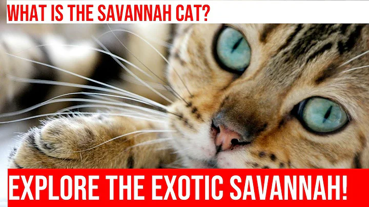Watch the video about Exploring the Unique Behaviors of Exotic Cat Breeds