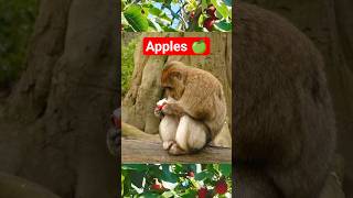 Kids Learn about Apples 🍎 Heathy food for Kids
