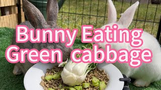bunny eating baby green cabbage! #bunny #bunnylife #rabbit #petrabbit #petbunny #cute #pets