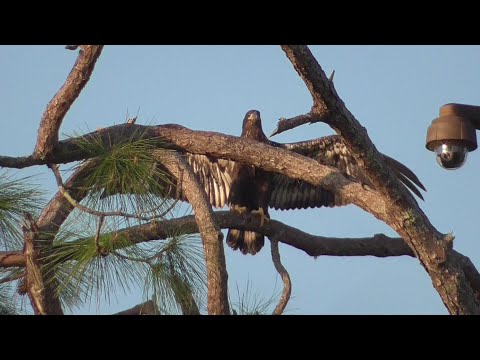 SWFL Eagles_ "Busy Bouncy Ball" E23 Scores A+ In Branching & Landings 03.14.24